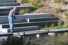 Branta canadensis maxima