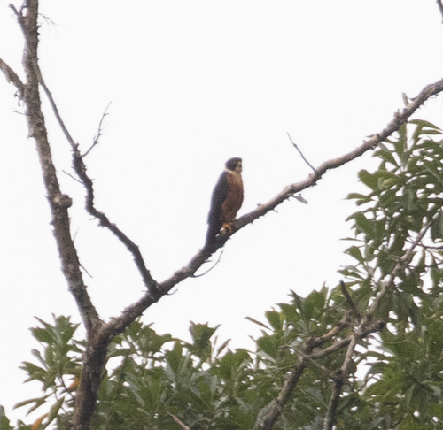 Oriental Hobby (Falco severus), photo 4