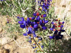 Psorothamnus arborescens minutifolius