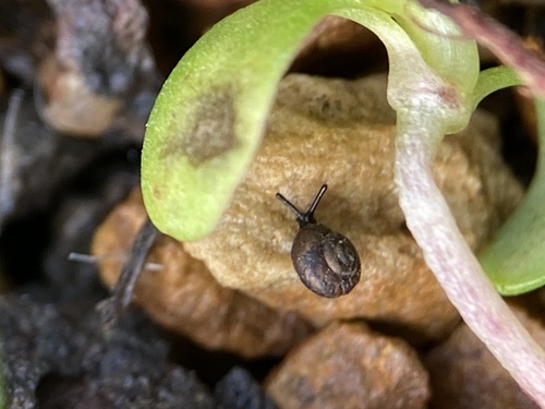 Pinhead Spot Snail, Victoria, AU, photo 7 of 10