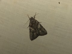 Catocala verrilliana