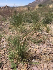 Elymus longifolius