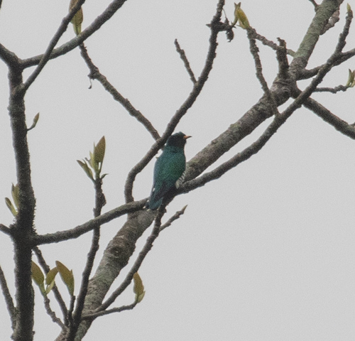 Asian Emerald Cuckoo (Chrysococcyx maculatus), photo 10