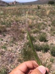 Elymus longifolius
