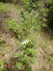 Cirsium engelmannii