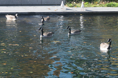 Branta canadensis maxima