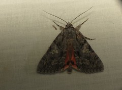 Catocala verrilliana