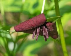 Trillium vaseyi
