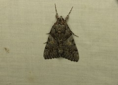 Catocala verrilliana