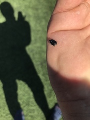 Sehirus cinctus albonotatus