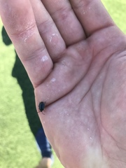 Sehirus cinctus albonotatus