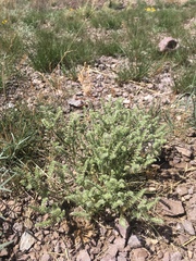Cryptantha crassisepala crassisepala