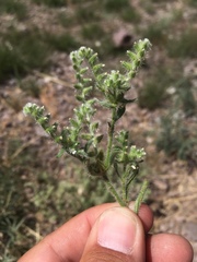 Cryptantha crassisepala crassisepala