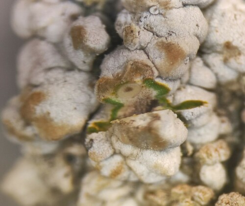 Thelopsis isiaca