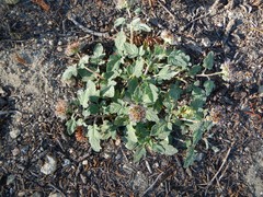 Phacelia hydrophylloides