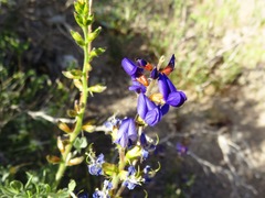 Psorothamnus arborescens minutifolius