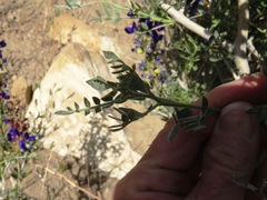 Psorothamnus arborescens minutifolius