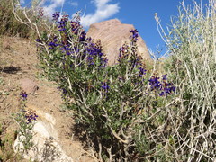 Psorothamnus arborescens minutifolius