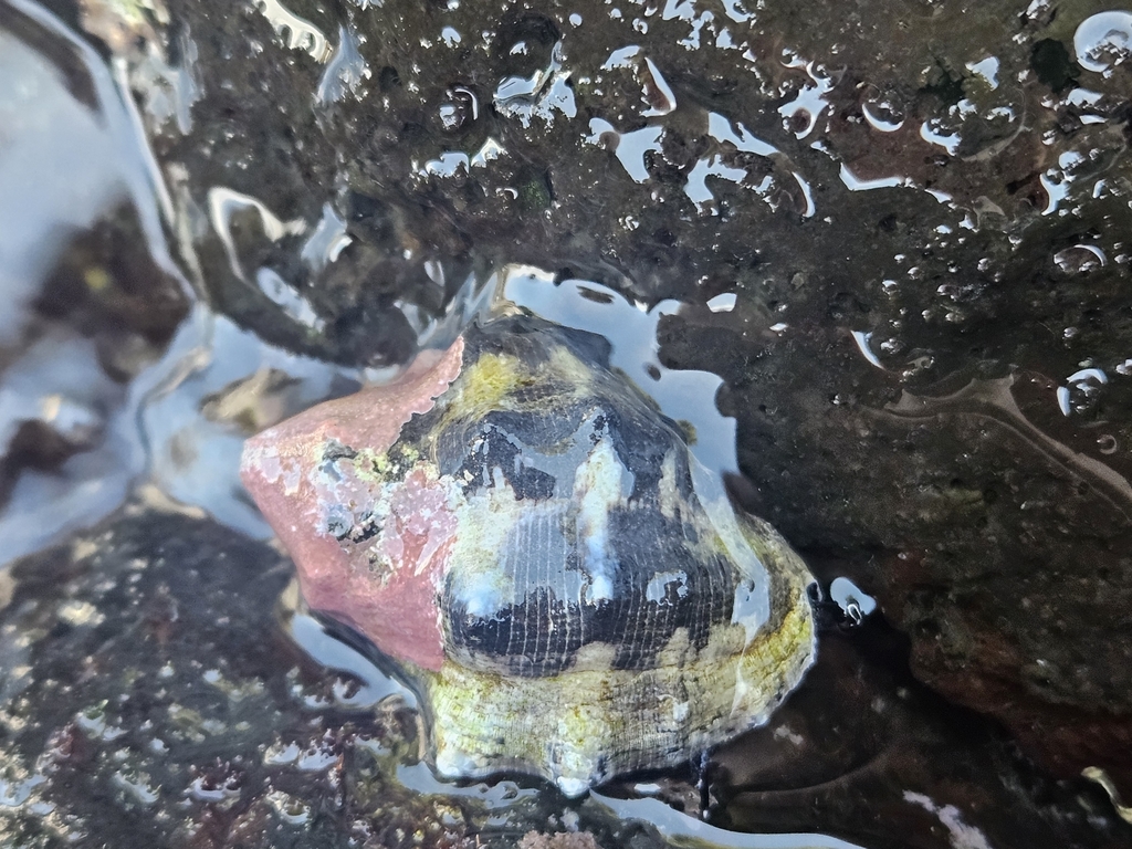 Intermediate Dye Shell