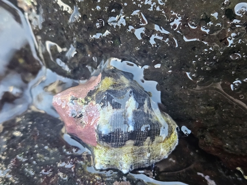Intermediate Dye Shell