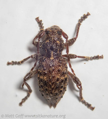 Plectrura spinicauda