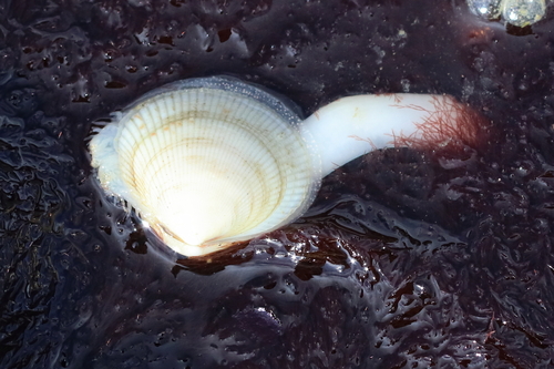 Low-rib Cockle