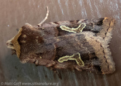 Cerastis enigmatica