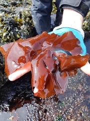 Constantinea simplex