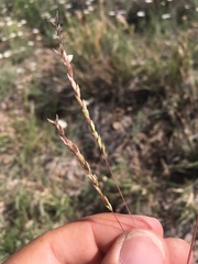 Poa bigelovii