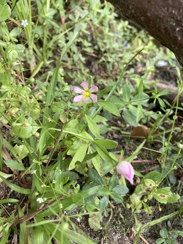 Image of Sabatia calycina by no rights reserved