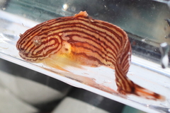 Slimy Snailfish photo 2