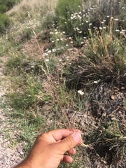 Poa bigelovii