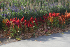 Celosia argentea plumosa