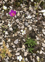 Phemeranthus calcaricus