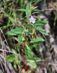Clarkia unguiculata