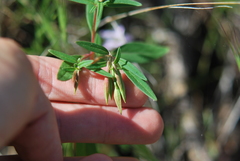 Clarkia unguiculata