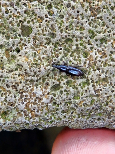 Oxydema longulum, 2024-05-09