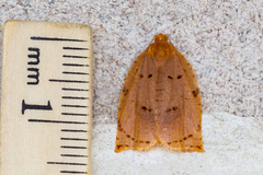 Archips rileyana