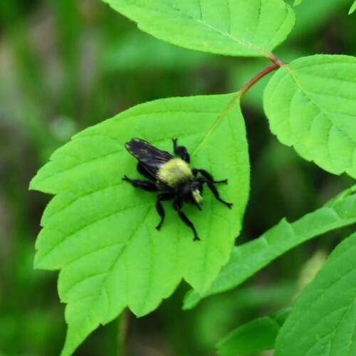Photo of Black-tailed Laphria (Laphria flavicollis)
