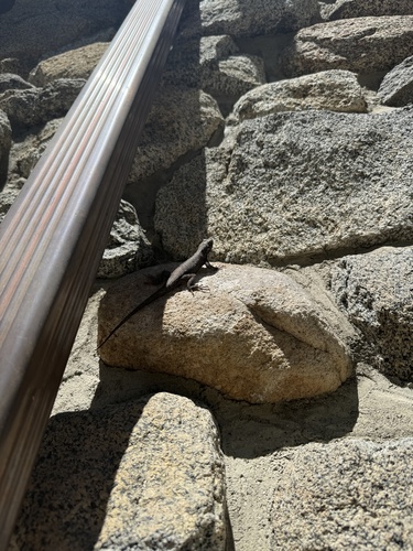 iNaturalist observation photo of Western Fence Lizard