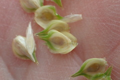Carex tetrastachya
