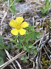 Oxalis macrantha