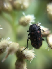 Astylus bourgeoisi