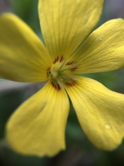 Oxalis macrantha