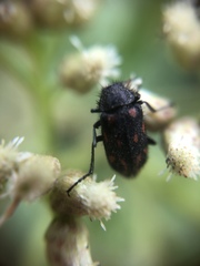 Astylus bourgeoisi