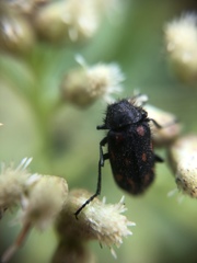 Astylus bourgeoisi