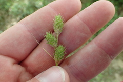 Carex tetrastachya