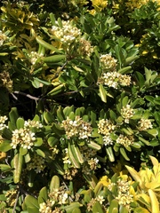 Pittosporaceae