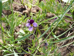 Viola beckwithii