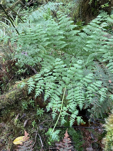 Pseudophegopteris keraudreniana observed 2024-05-07